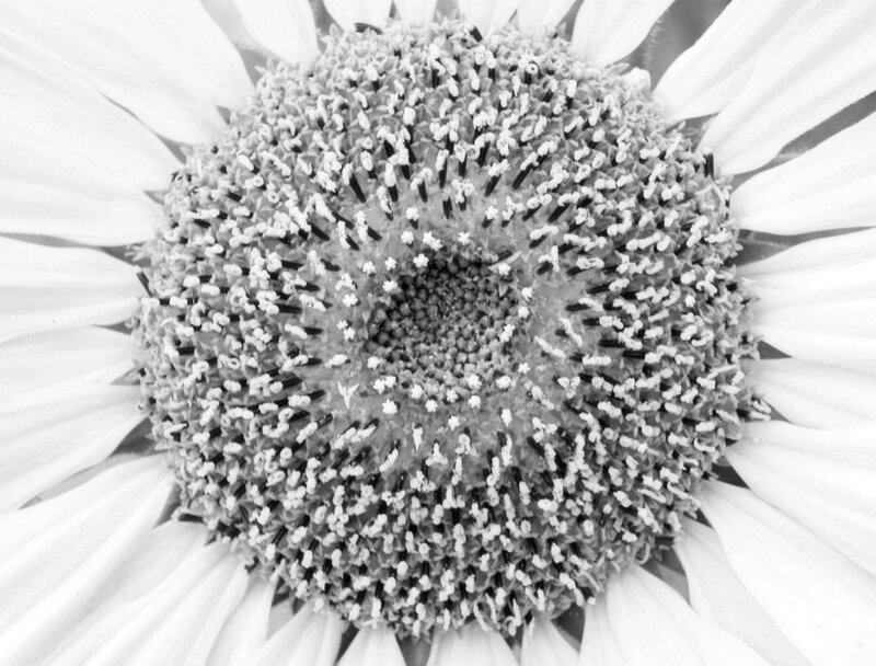 close-up of sunflower center