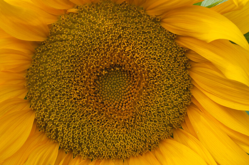 Close-up of Sunflower Center — Yellow