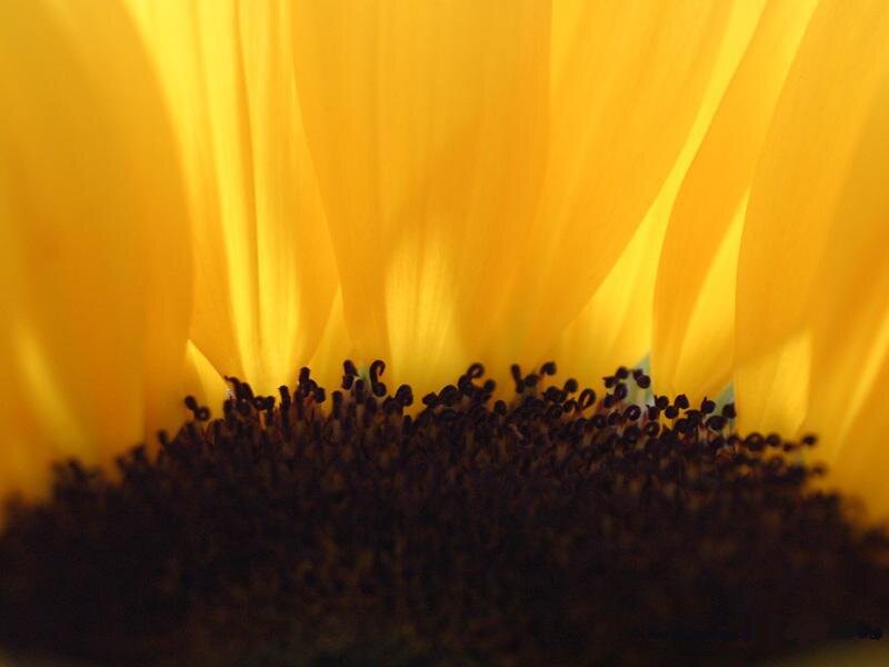 Close-up of Sunflower Center — Yellow, Warm