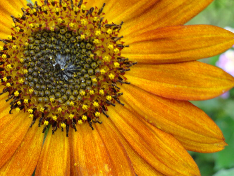 Close-up of Sunflower — Orange