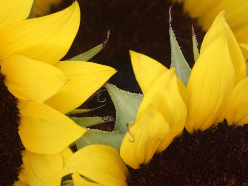 Close-up of sunflower petals