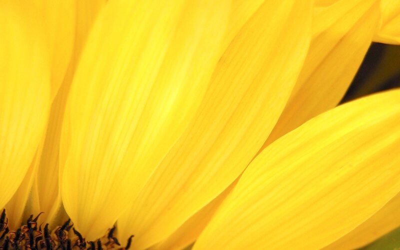 Close-up of Sunflower Petals — Yellow