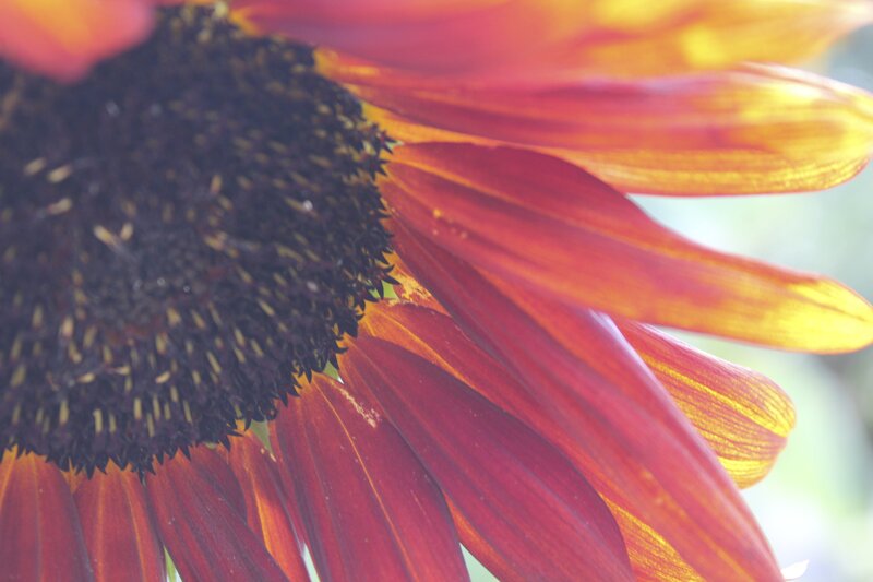 Close-up of Sunflower — Red