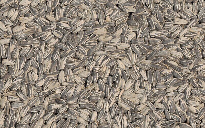 close-up of sunflower seeds