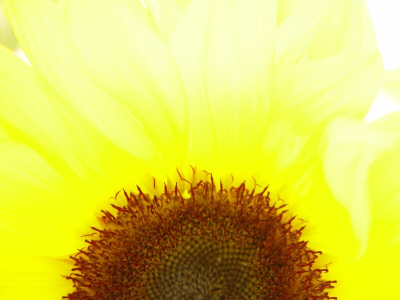 Close-up of Sunflower