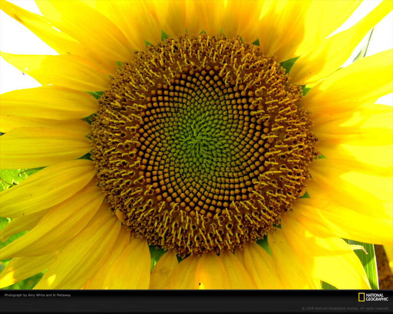 Close-up of Sunflower — Yellow, Bright