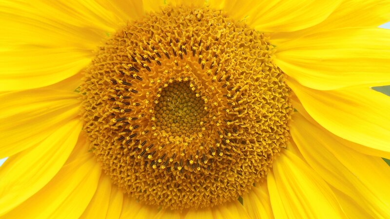 Close-up of Sunflower — Yellow, Calm, Afternoon, Photograph, Petals
