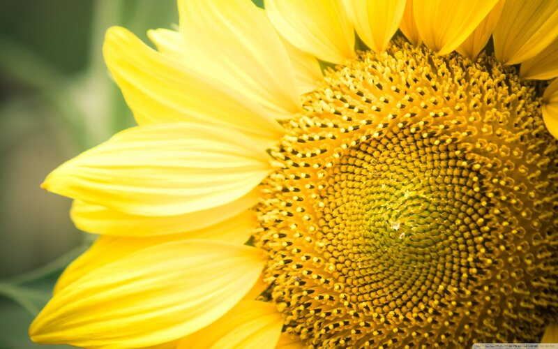 Close-up of Sunflower — Yellow, Calm, Afternoon