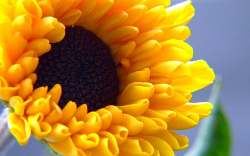 Close-up of Sunflower — Yellow, Calm