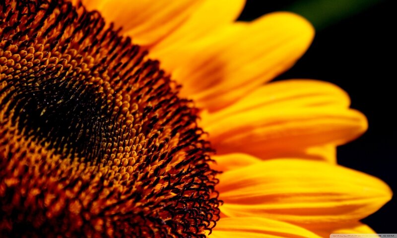 Close-up of Sunflower — Yellow, Dramatic, Photograph