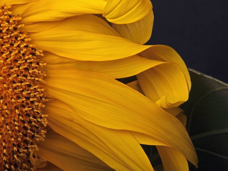 Close-up of Sunflower — Yellow, Dramatic