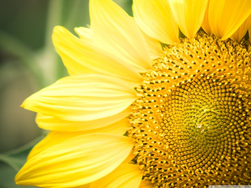 Close-up of Sunflower — Yellow, Serene, Afternoon