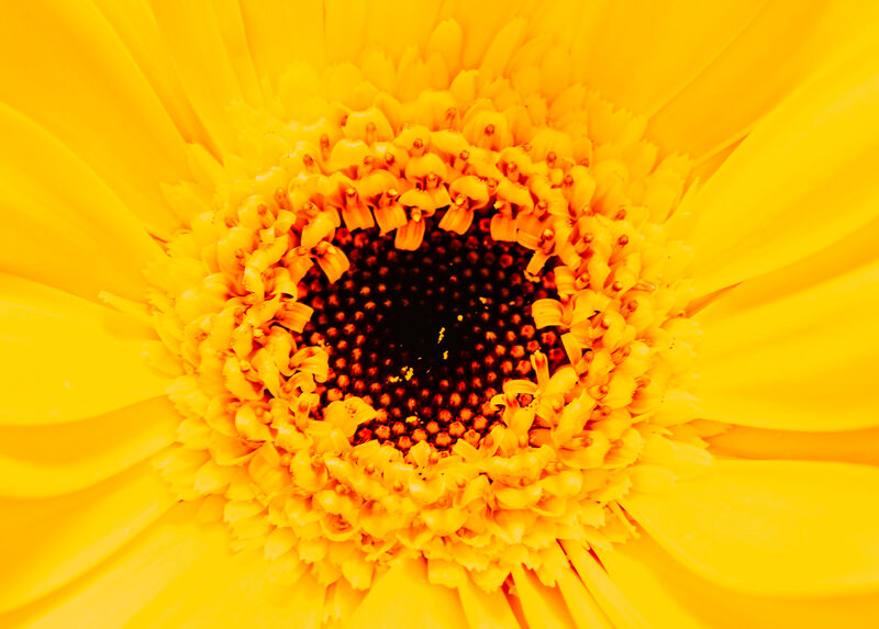 Close-up of Sunflower — Yellow, Vibrant, Photograph