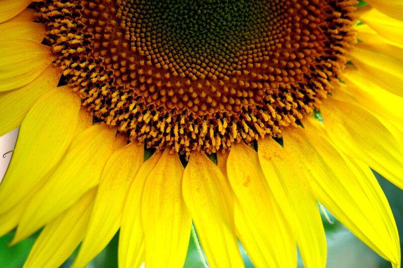 Close-up of Sunflower — Yellow, Vibrant