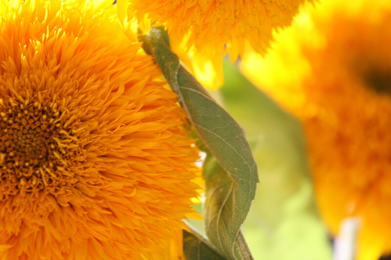 Close-up of sunflowers in bloom