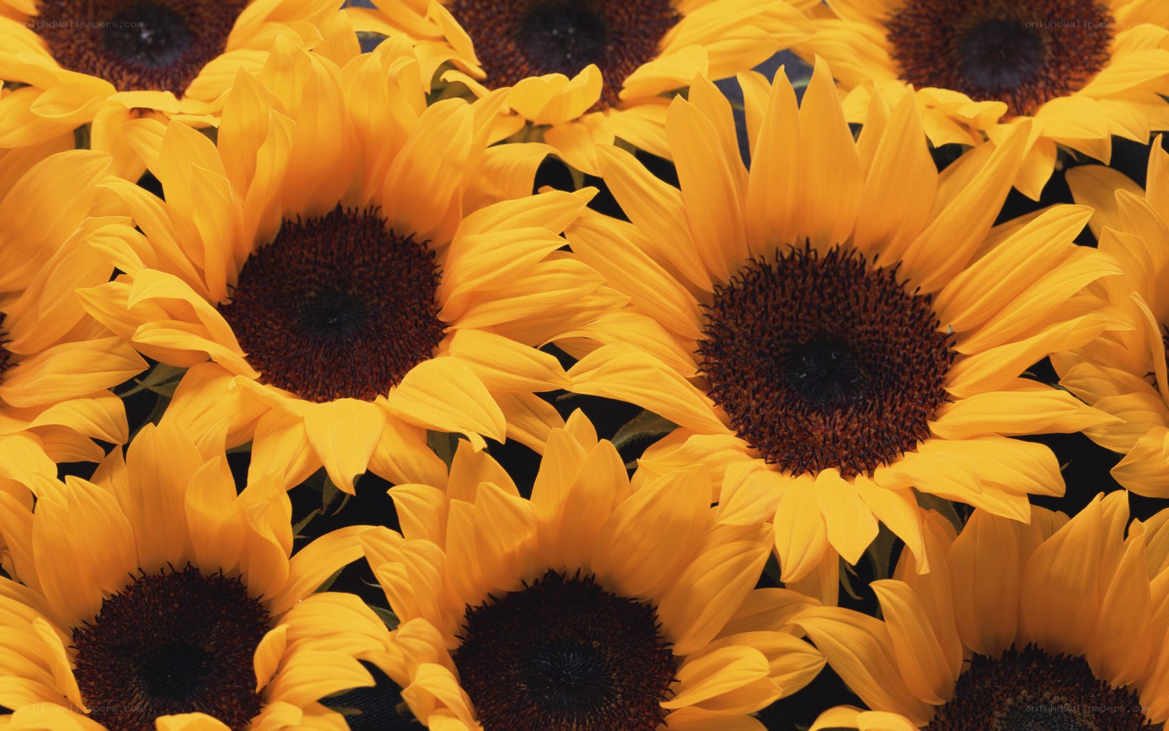 Close-up of sunflowers