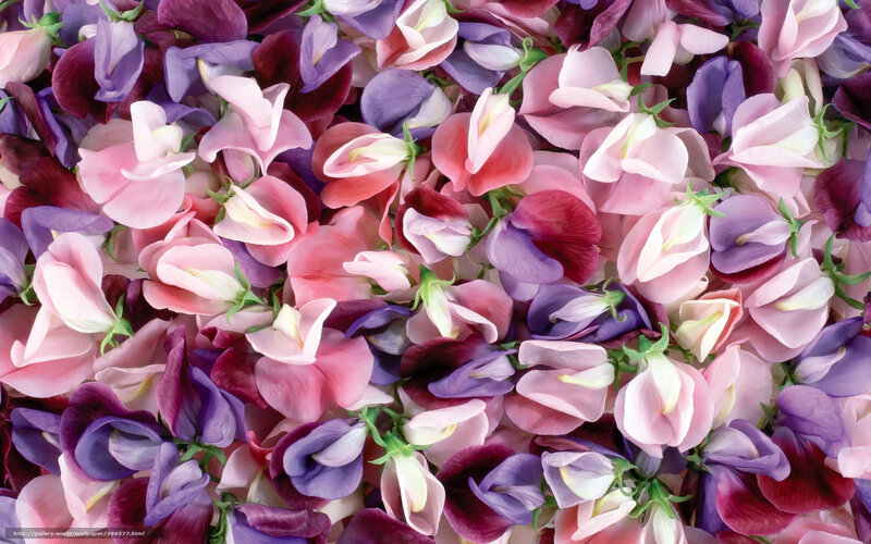 Close-up of Sweet Pea Flowers