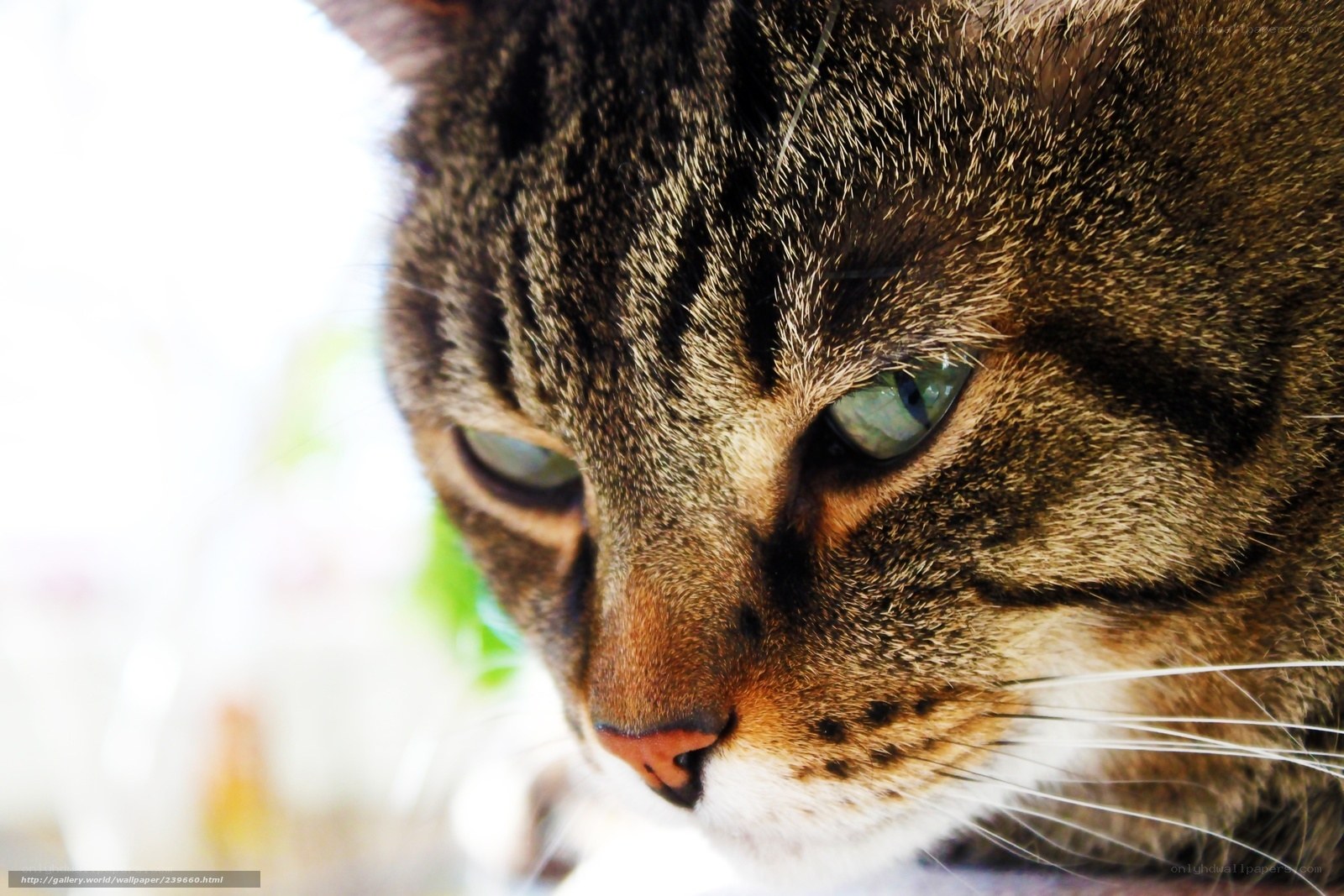 close-up of tabby cat