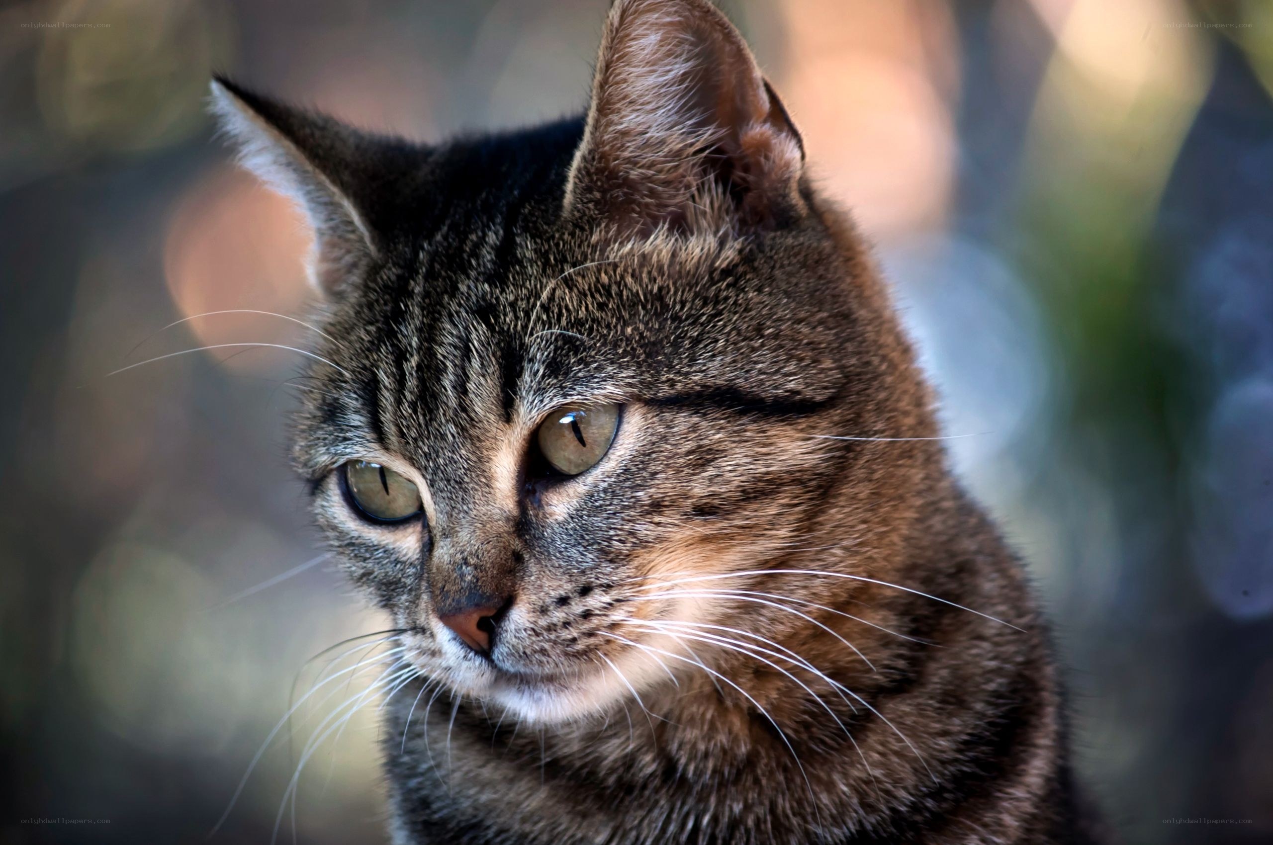 close-up of tabby cat