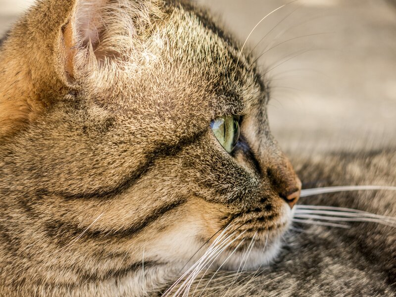 close-up of tabby cat