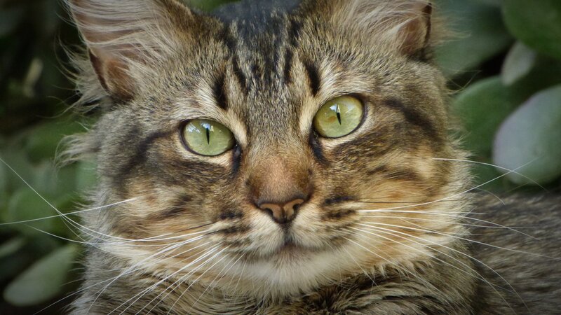 close-up of tabby cat
