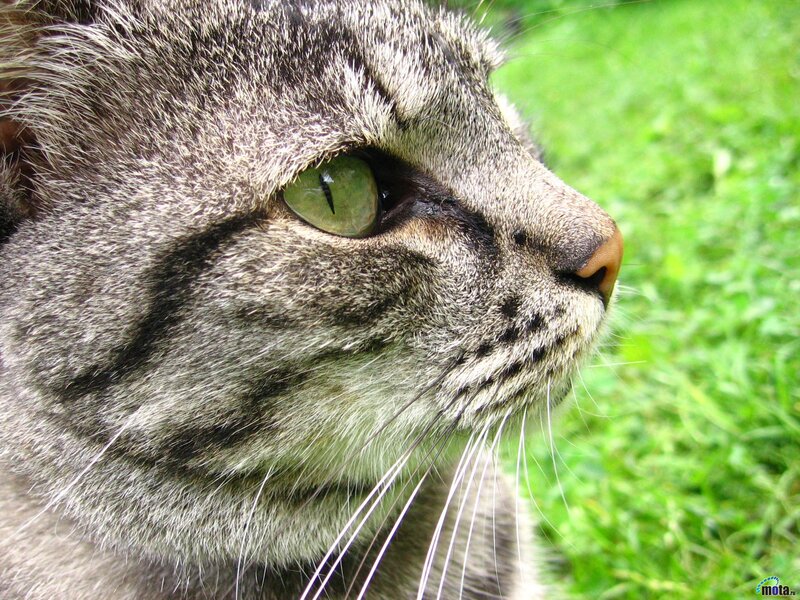 close-up of tabby cat