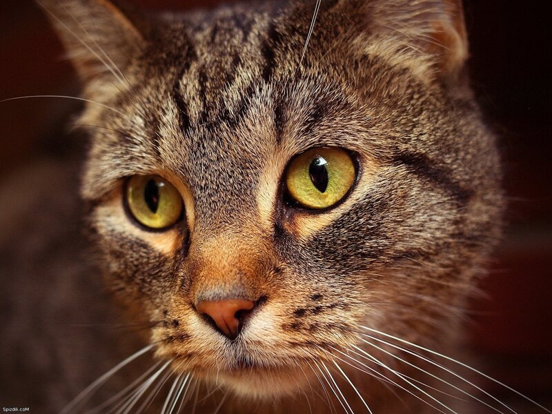 close-up of tabby cat