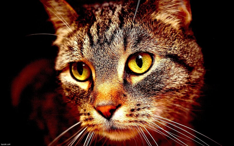 close-up of tabby cat
