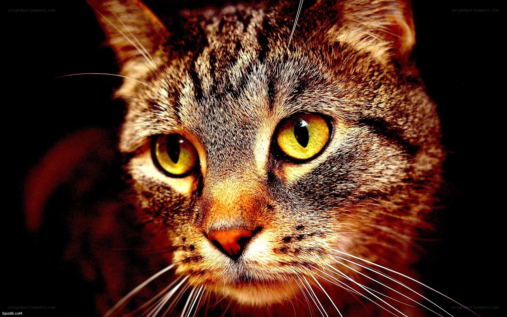 close-up of tabby cat