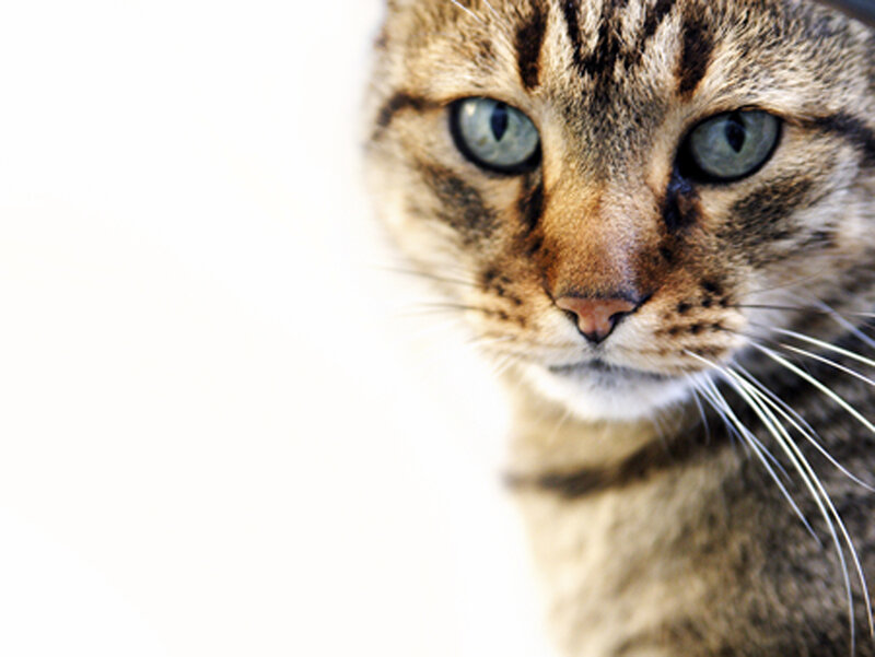 close-up of tabby cat