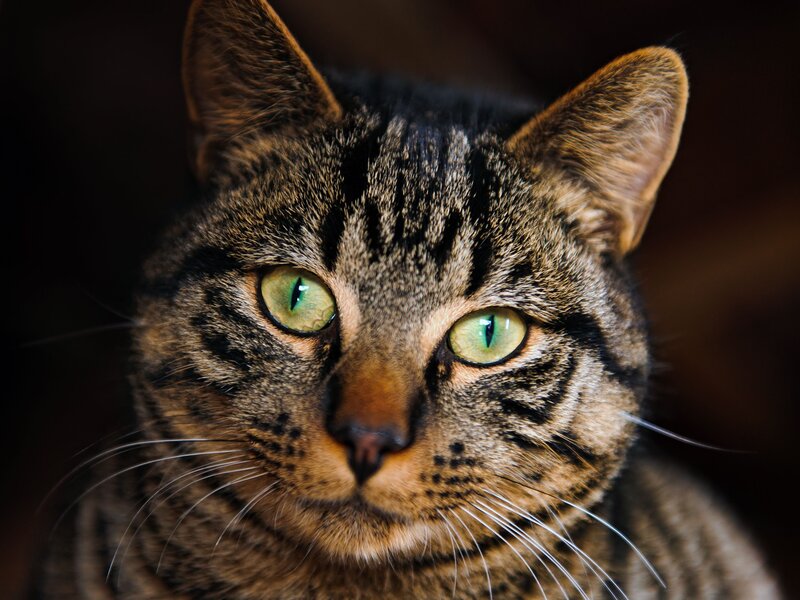 close-up of tabby cat