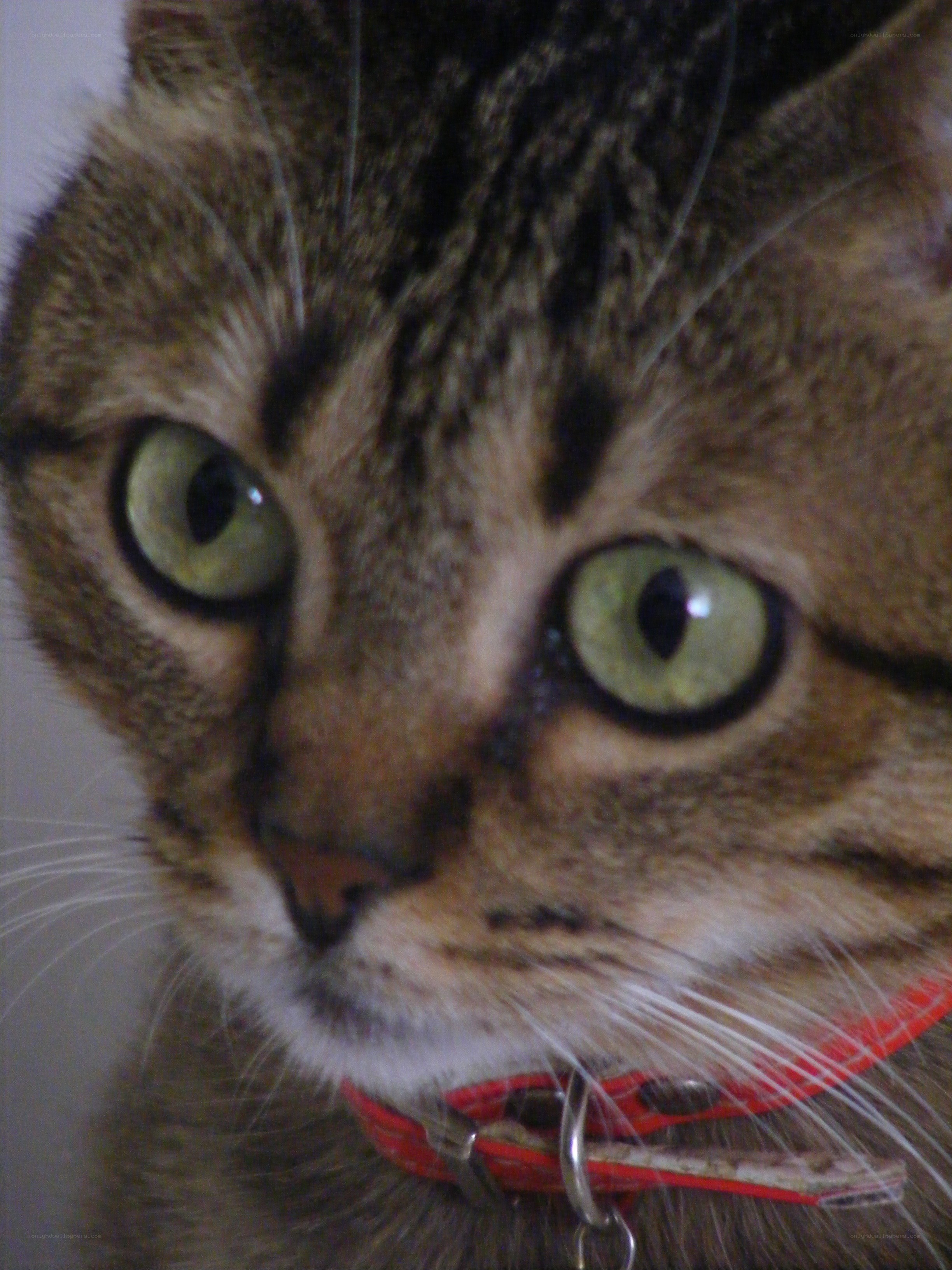 close-up of tabby cat