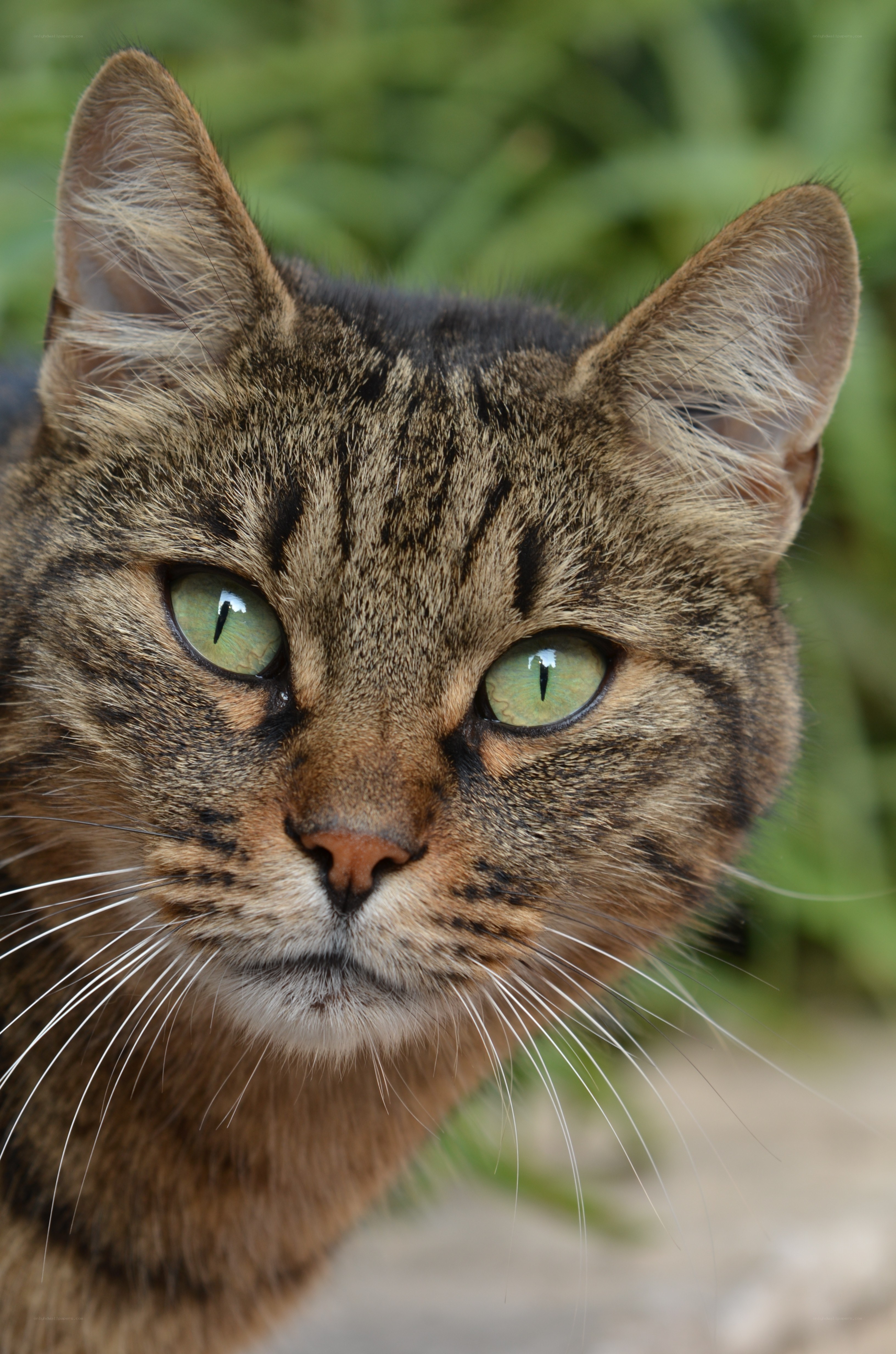 close-up of tabby cat