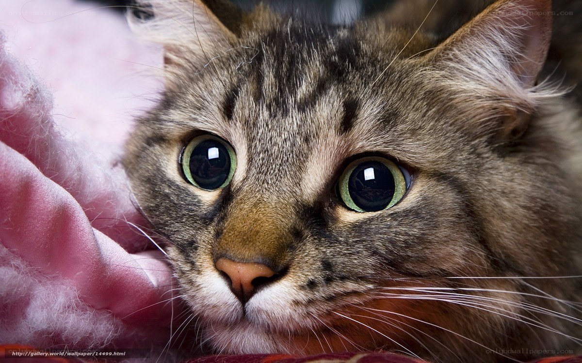 close-up of tabby cat