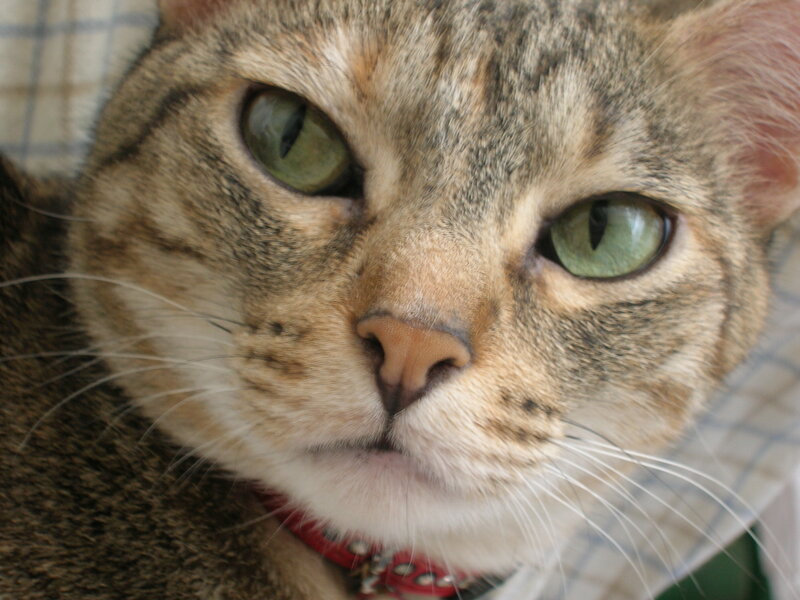 close-up of tabby cat