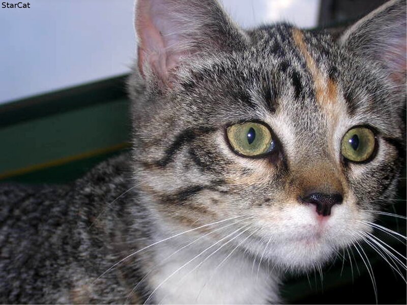 close-up of tabby cat