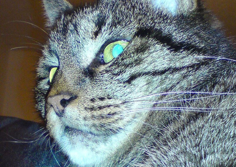 close-up of tabby cat