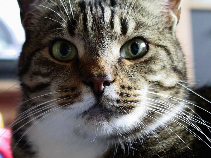 close-up of tabby cat