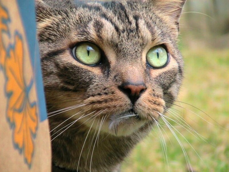 close-up of tabby cat