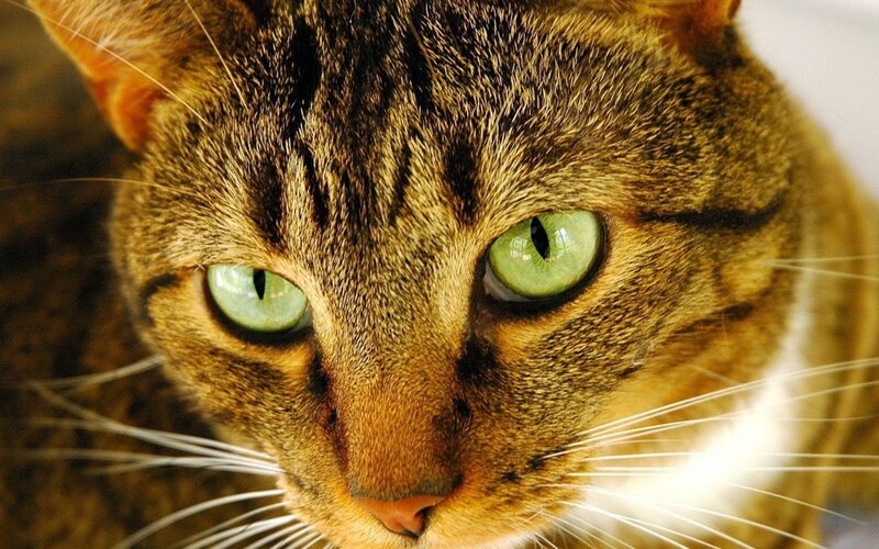 close-up of tabby cat