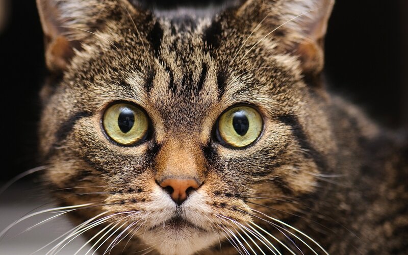 close-up of tabby cat