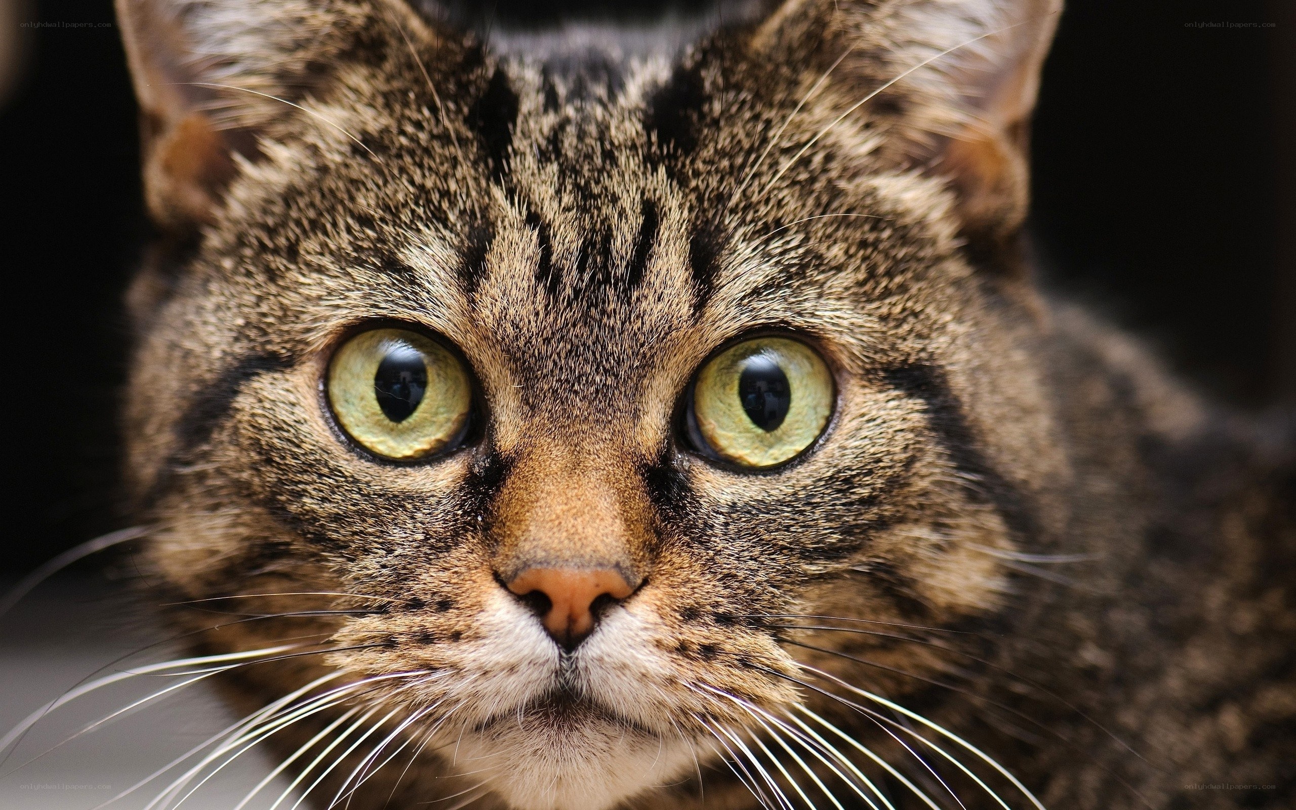 close-up of tabby cat