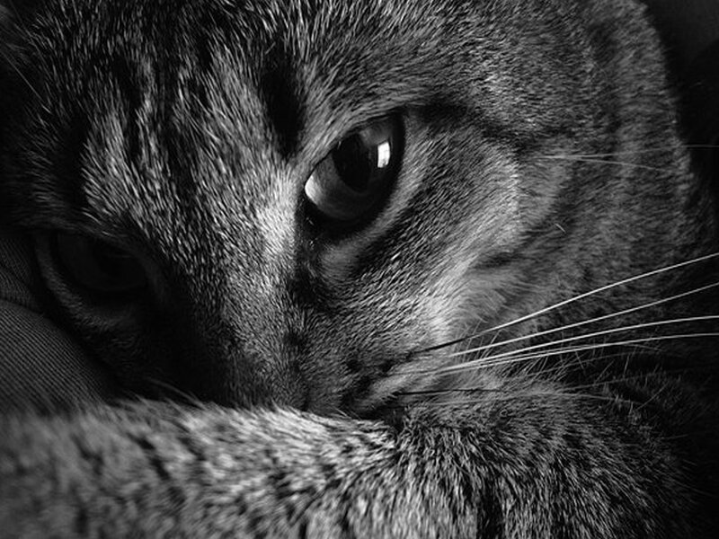 Close-up of Tabby Cat — Black, Calm, Photograph
