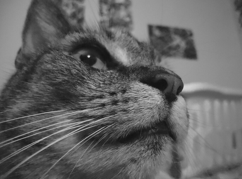 Close-up of Tabby Cat — Black, Calm