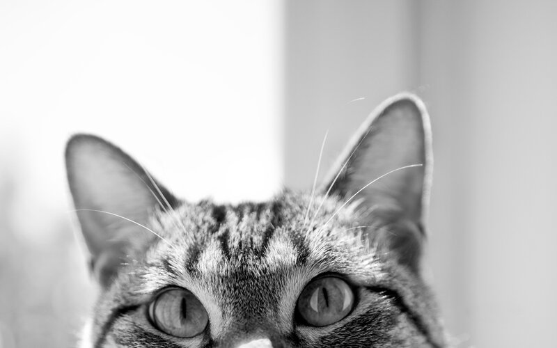 Close-up of Tabby Cat — Black, Curious
