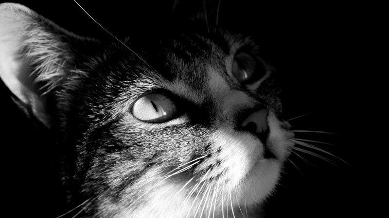 Close-up of Tabby Cat — Black, Dramatic, Night