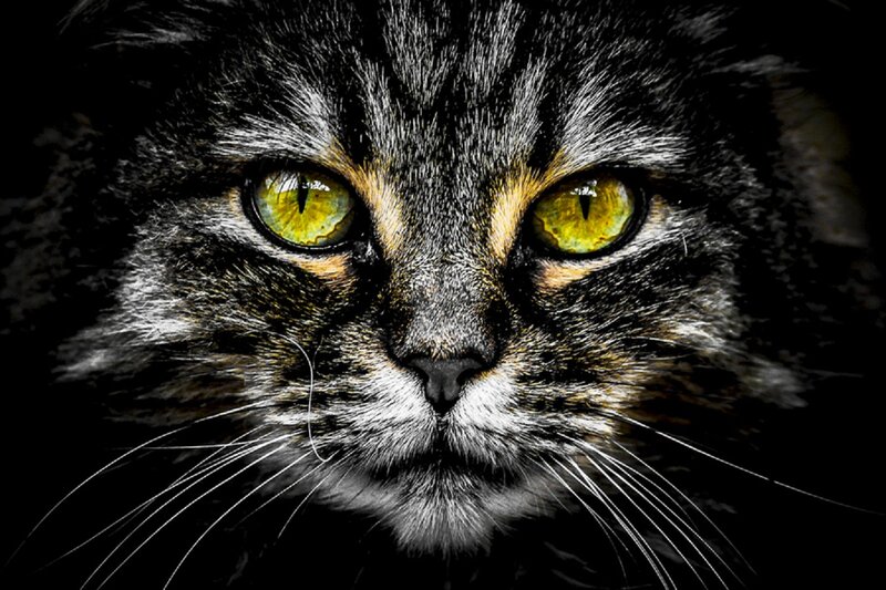 Close-up of Tabby Cat — Black, Intense