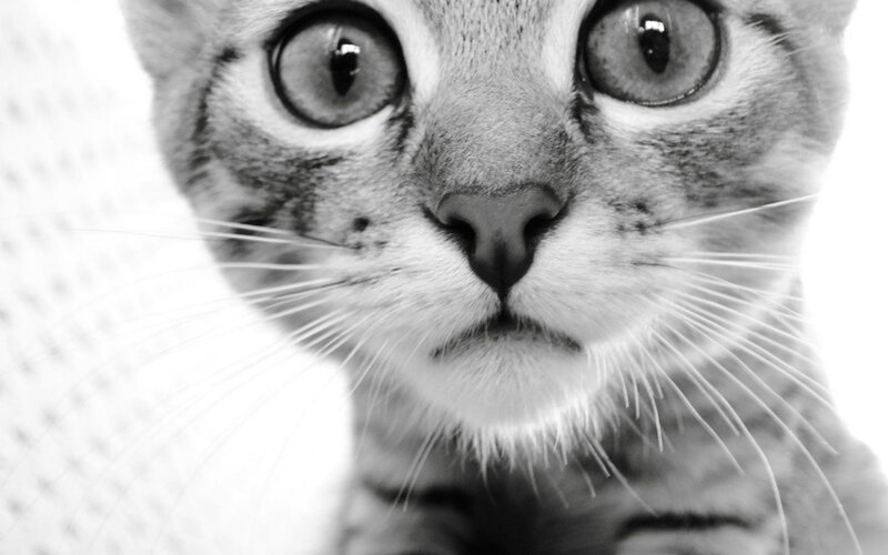 Close-up of Tabby Cat — Black, Neutral