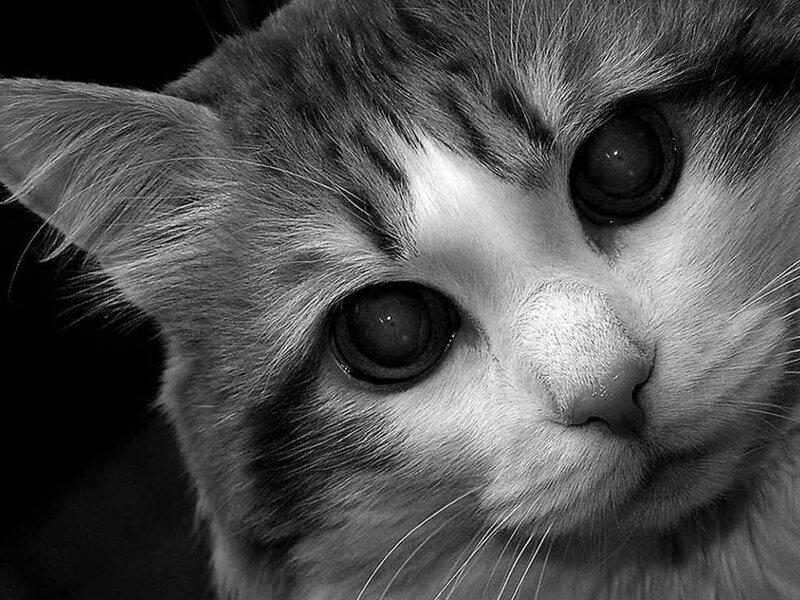 Close-up of Tabby Cat — Black