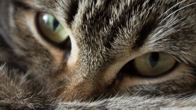 Close-up of Tabby Cat — Brown, Calm, Photograph, Eyes, Fur